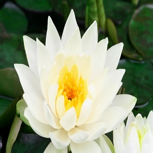 華蓮先生の画像